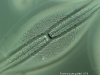 Diatomea gen. Navicula