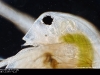 daphnia