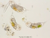 rotifero-cefalodella
